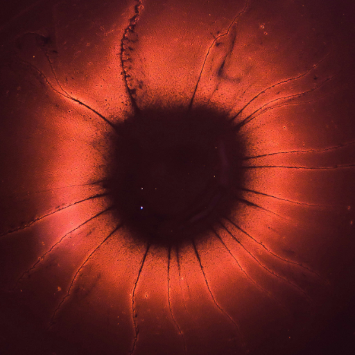 Avatar of rayaylover